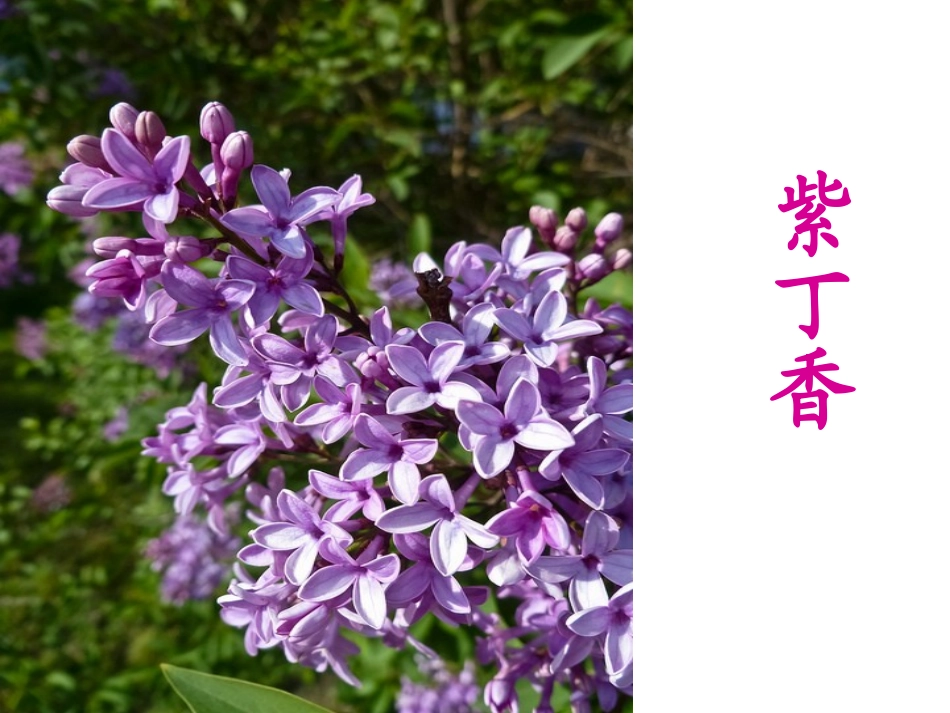 《窗前一株紫丁香》PPT课件[A版二年级语文下册]_第1页