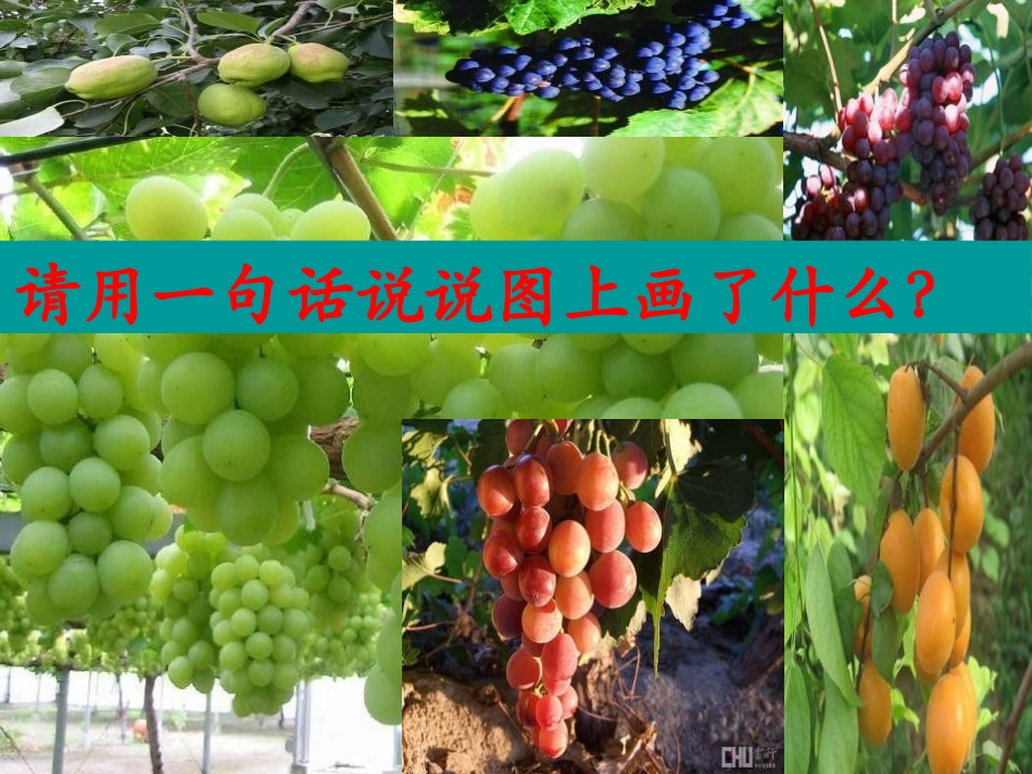 《葡萄沟》PPT课件[A版二年级语文下册]_第2页