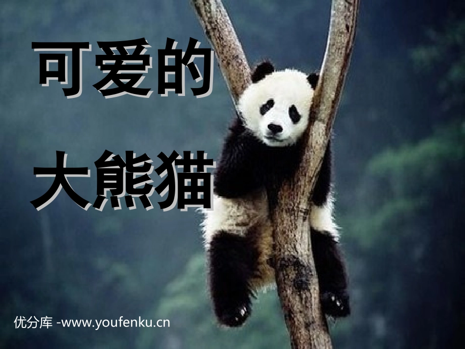 《可爱的大熊猫》PPT课件[西师大版三年级语文上册]_第1页