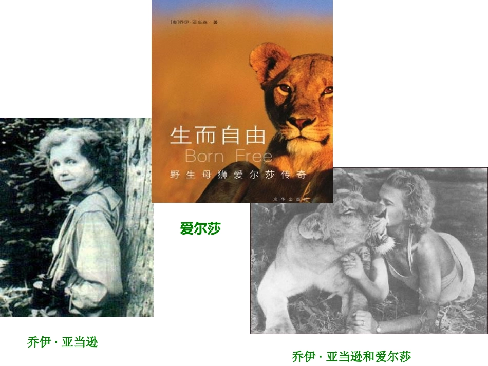 《小狮子爱尔莎》PPT课件[A版三年级语文下册]_第3页