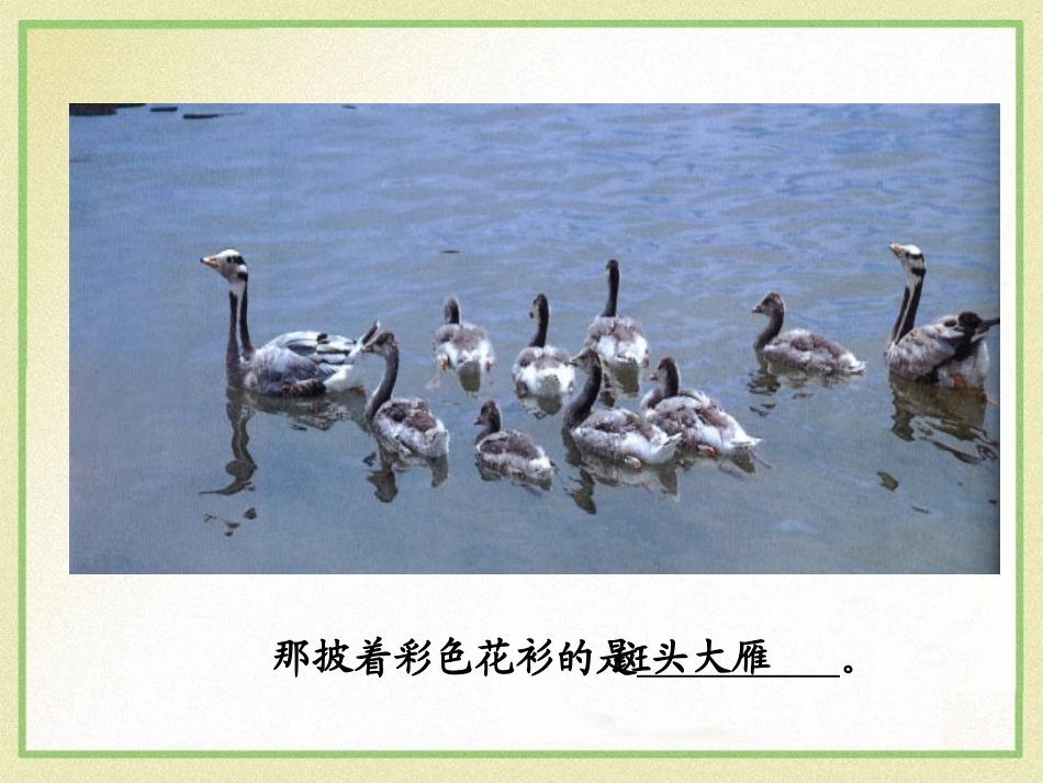 《神奇的鸟岛》PPT课件[A版四年级语文上册]_第3页