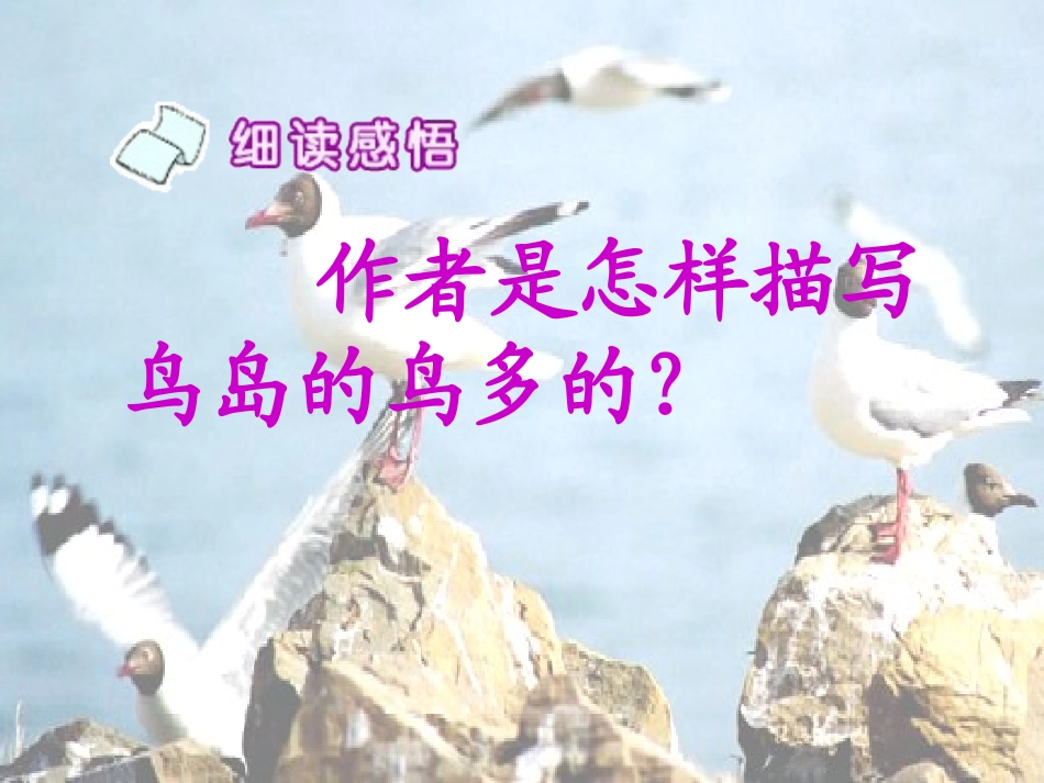 《神奇的鸟岛》PPT课件[A版四年级语文上册]_第1页