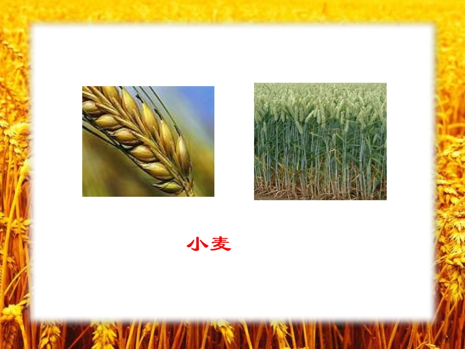《麦子黄了》PPT课件[A版四年级语文下册]_第3页