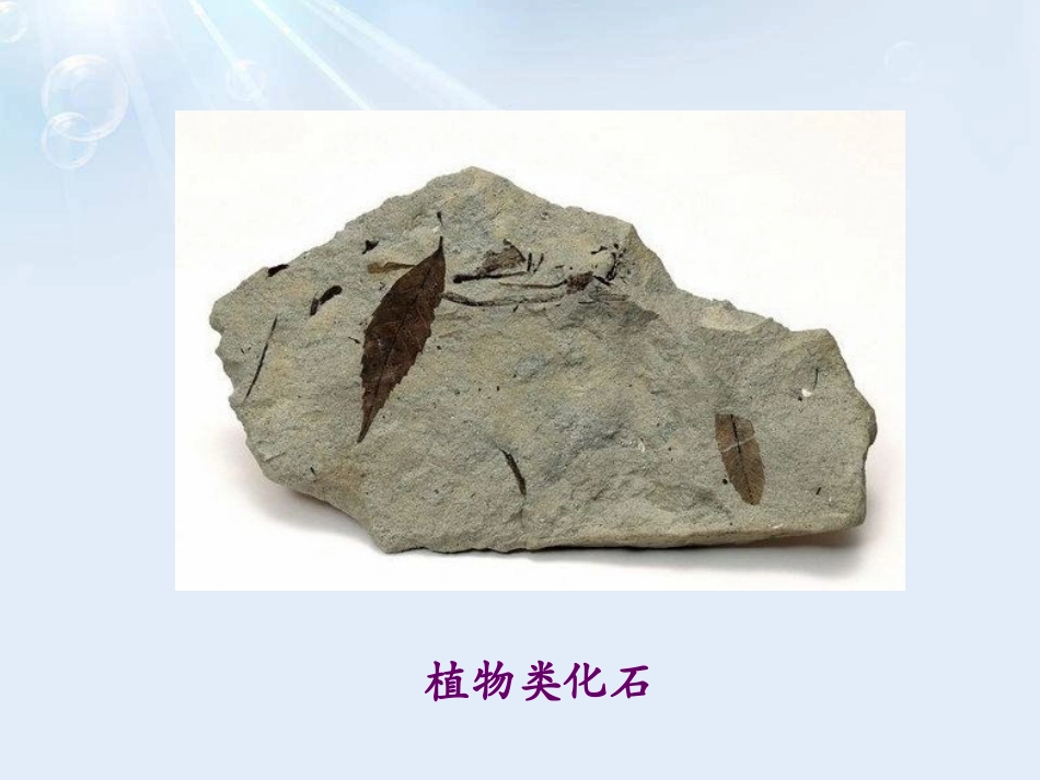 《化石吟》PPT课件[A版四年级语文下册]_第2页