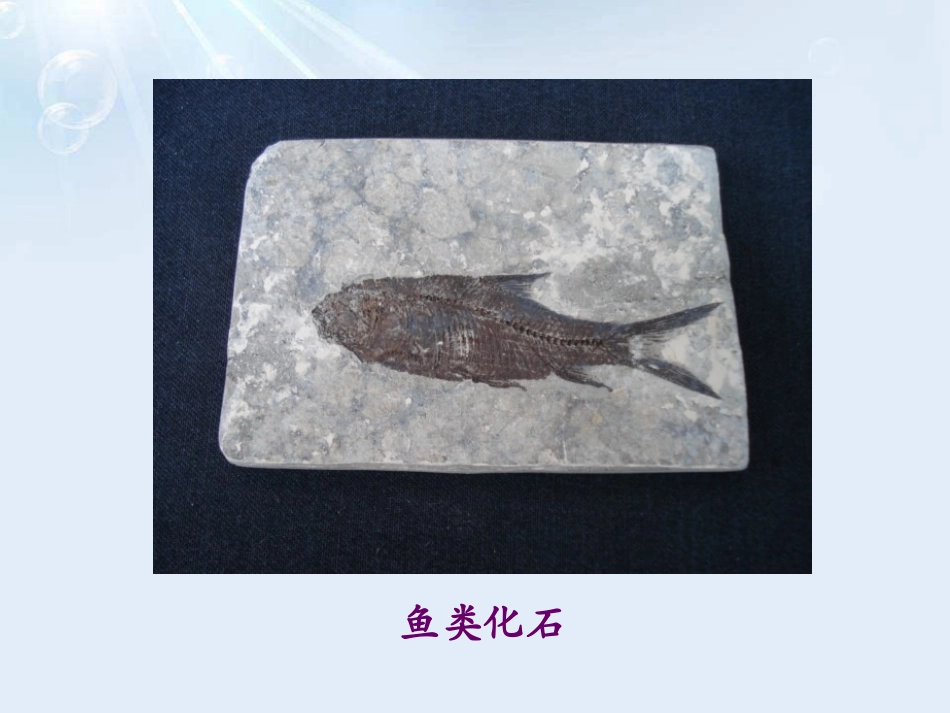《化石吟》PPT课件[A版四年级语文下册]_第3页