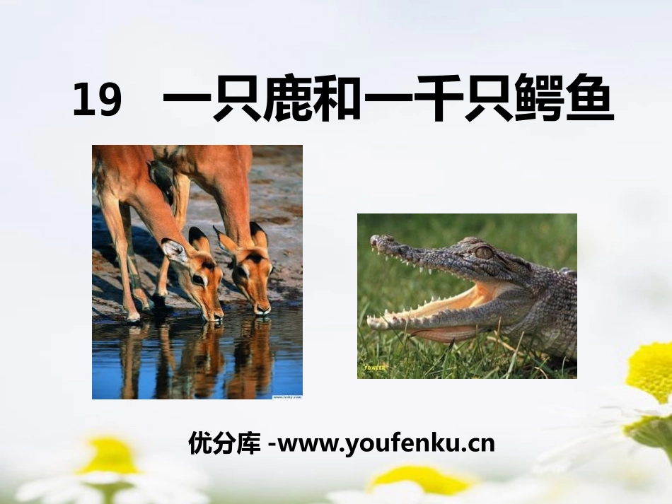 《一只鹿和一千条鳄鱼》PPT课件[A版四年级语文下册]_第1页