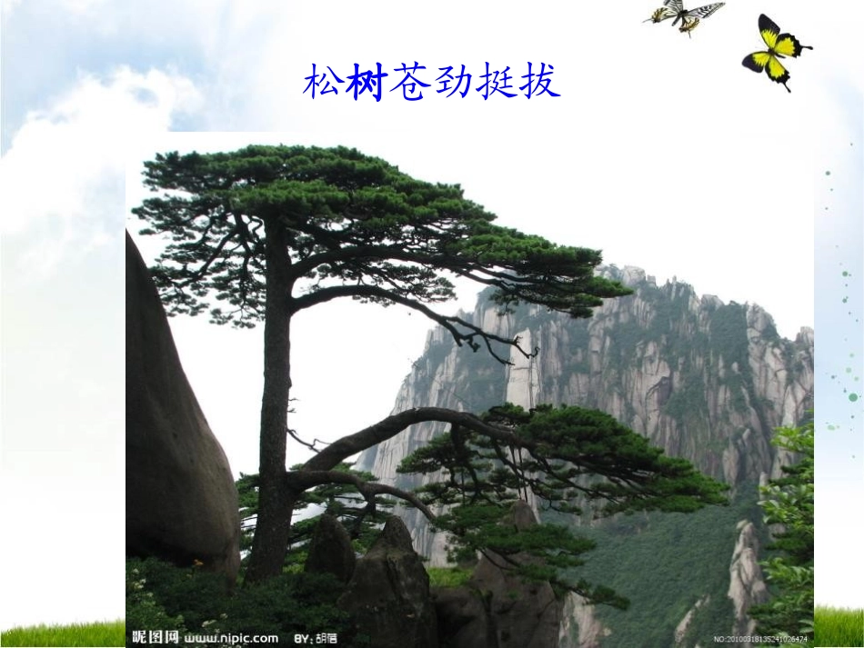 《想当一棵树》PPT课件[A版五年级语文上册]_第3页