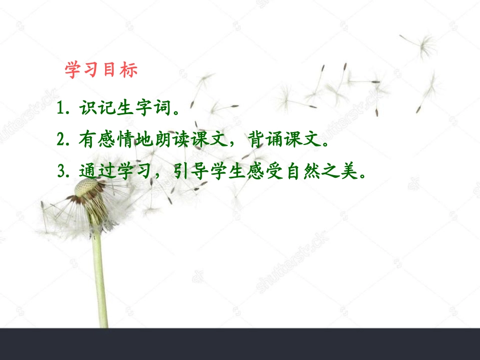 《蒲公英不说一语》PPT课件[A版五年级语文下册]_第2页