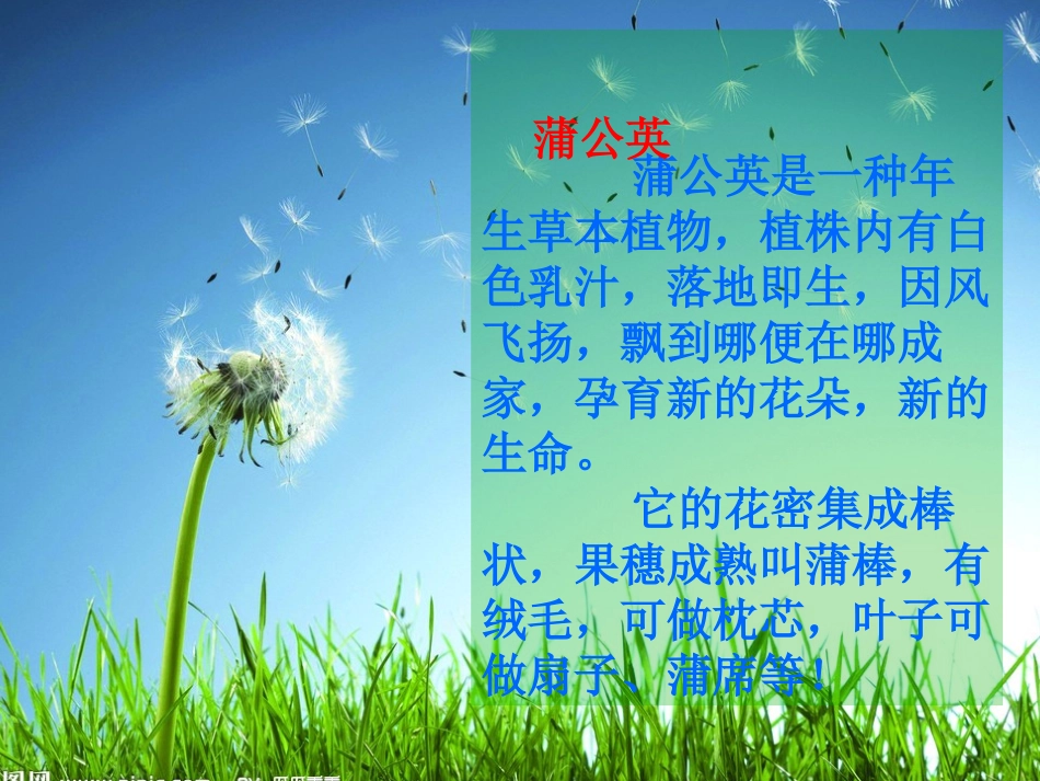 《蒲公英不说一语》PPT课件[A版五年级语文下册]_第2页