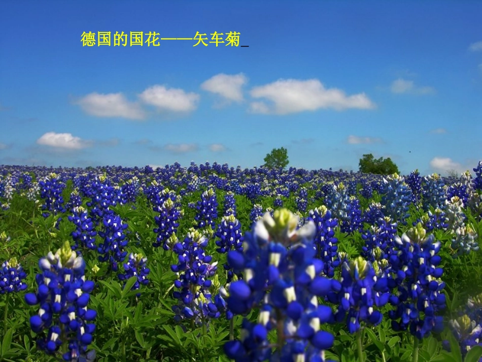 《自己的花是给别人看的》PPT课件[A版五年级语文下册]_第3页