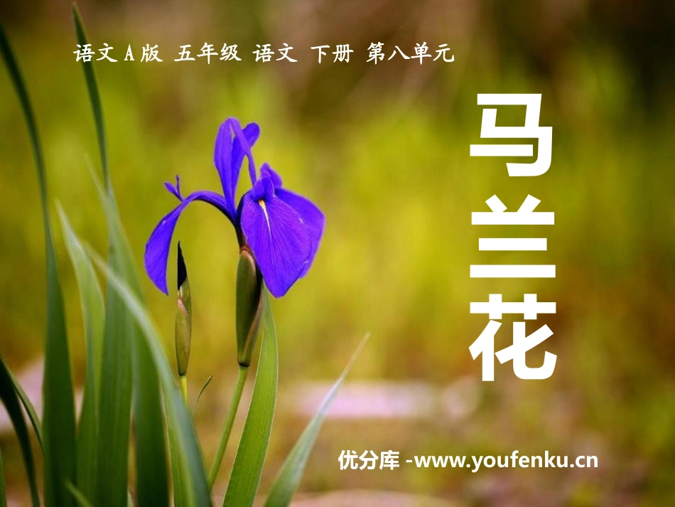 《马兰花》PPT课件[A版五年级语文下册]_第1页