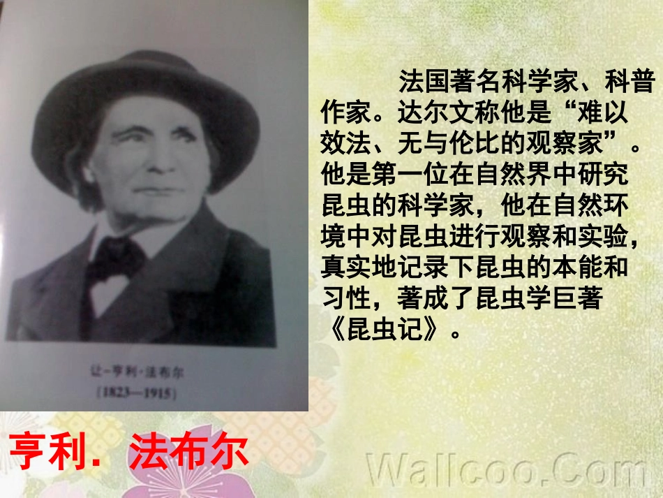 《昆虫迷》PPT课件[A版六年级语文上册]_第3页