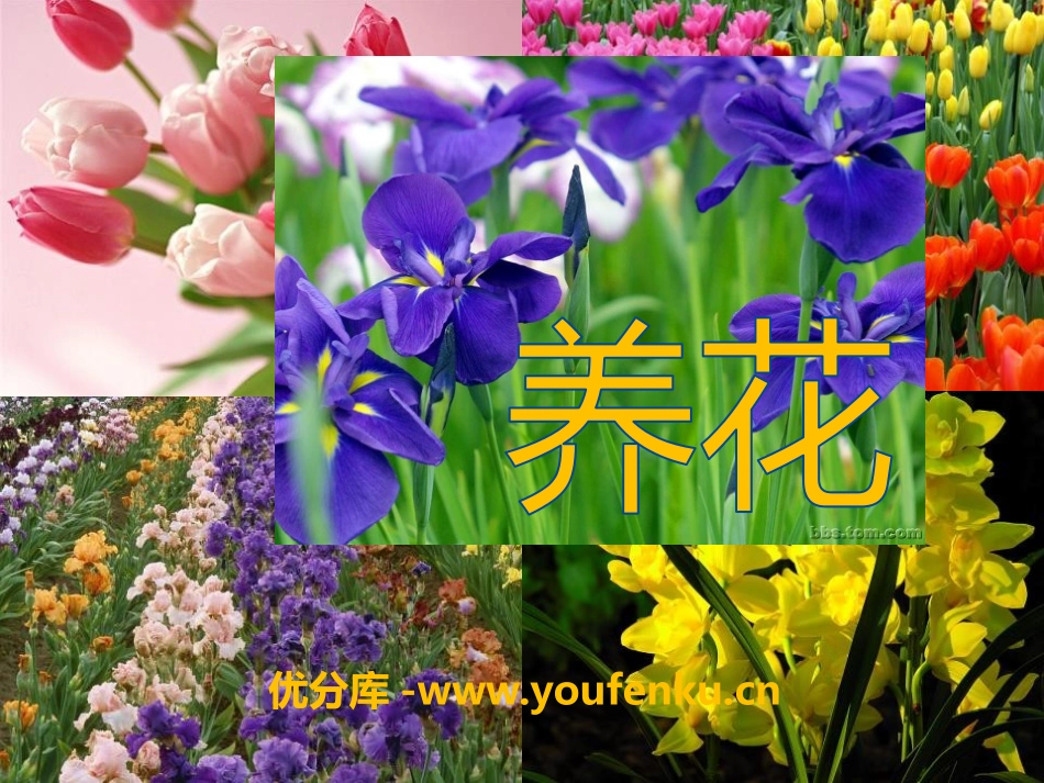 《养花》PPT课件1[A版六年级语文下册]_第1页