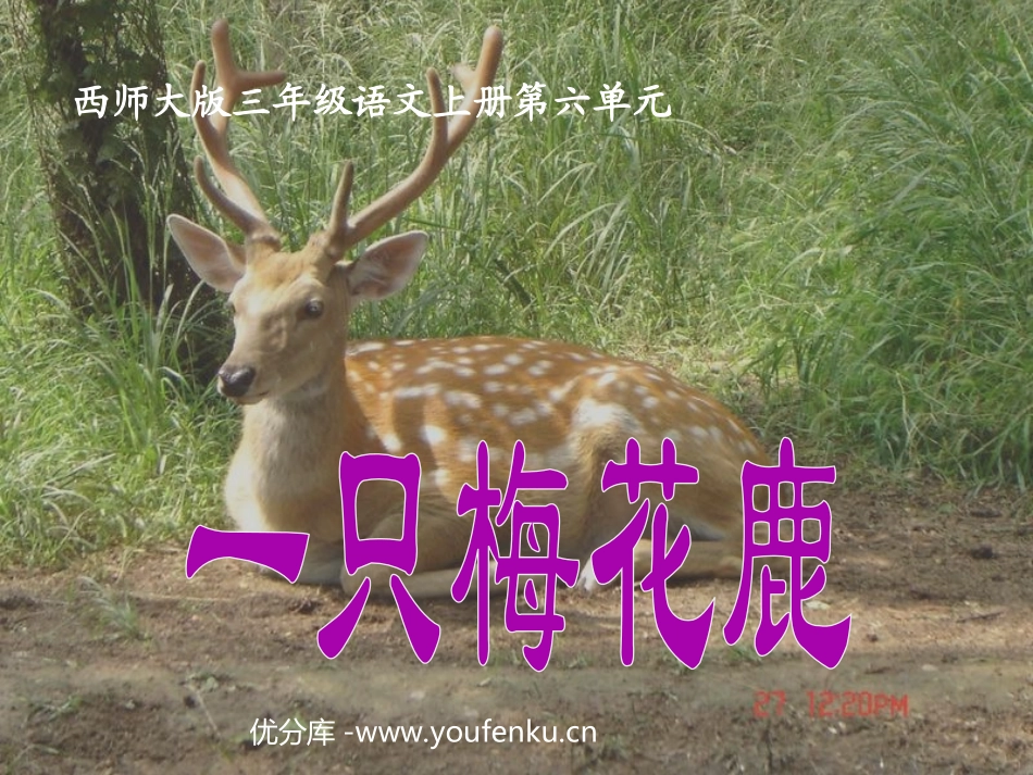 《一只梅花鹿》PPT课件[西师大版三年级语文上册]_第1页