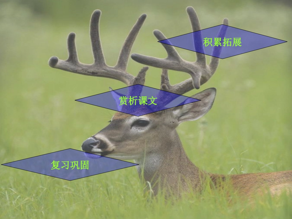 《一只梅花鹿》PPT课件[西师大版三年级语文上册]_第2页