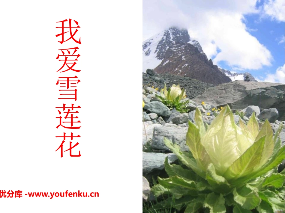 《我爱雪莲花》PPT课件[二年级音乐下册]_第1页