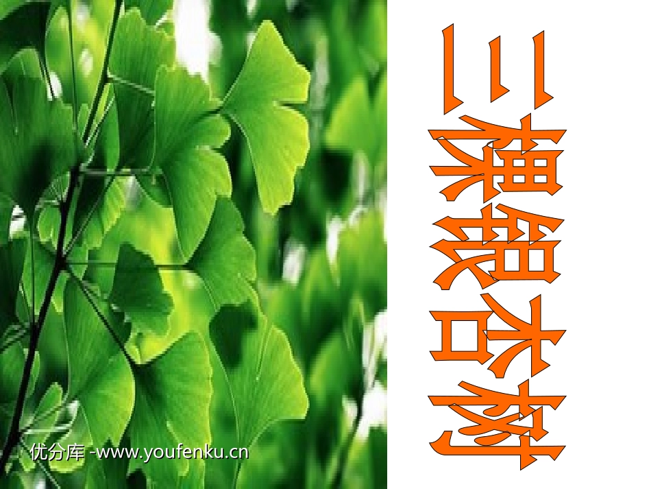 《三棵银杏树》PPT课件[西师大版四年级语文上册]_第1页