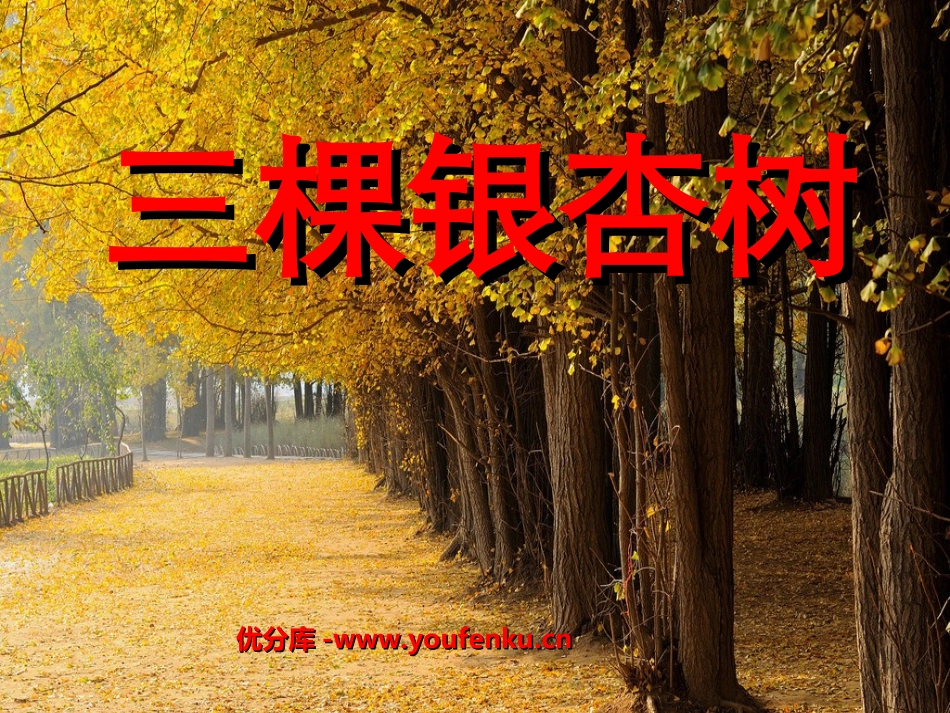 《三棵银杏树》PPT课件[西师大版四年级语文上册]_第1页