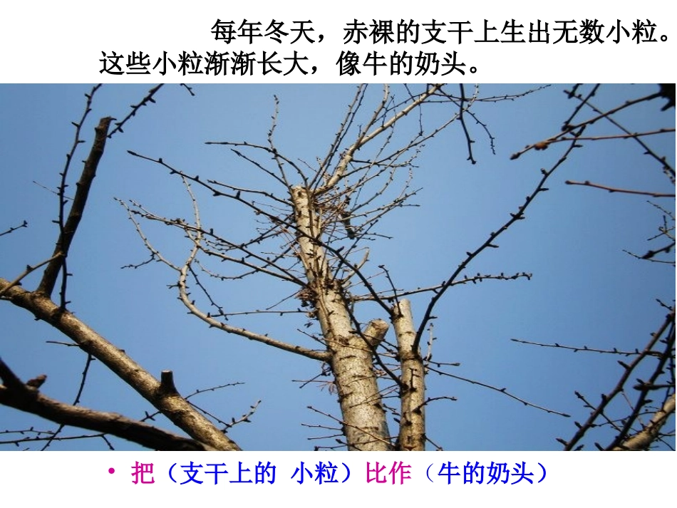 《三棵银杏树》PPT课件[西师大版四年级语文上册]_第3页