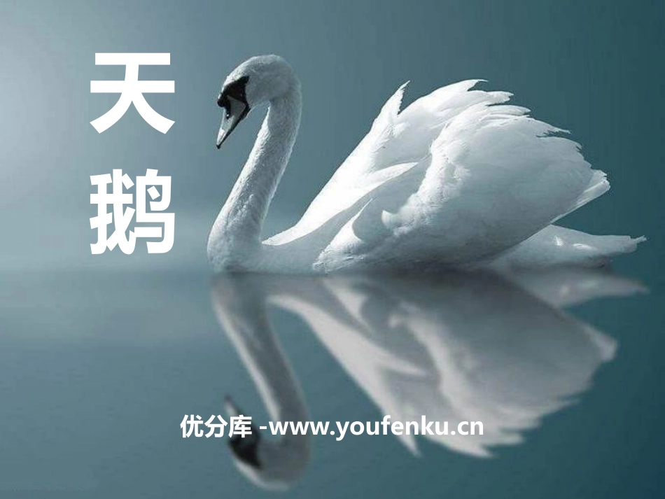 《天鹅》PPT课件[四年级音乐下册]_第1页