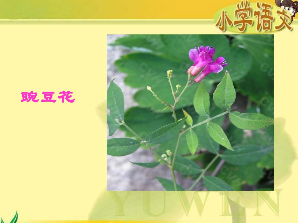 《一颗小豌豆》PPT课件[西师大版四年级语文上册]_第3页