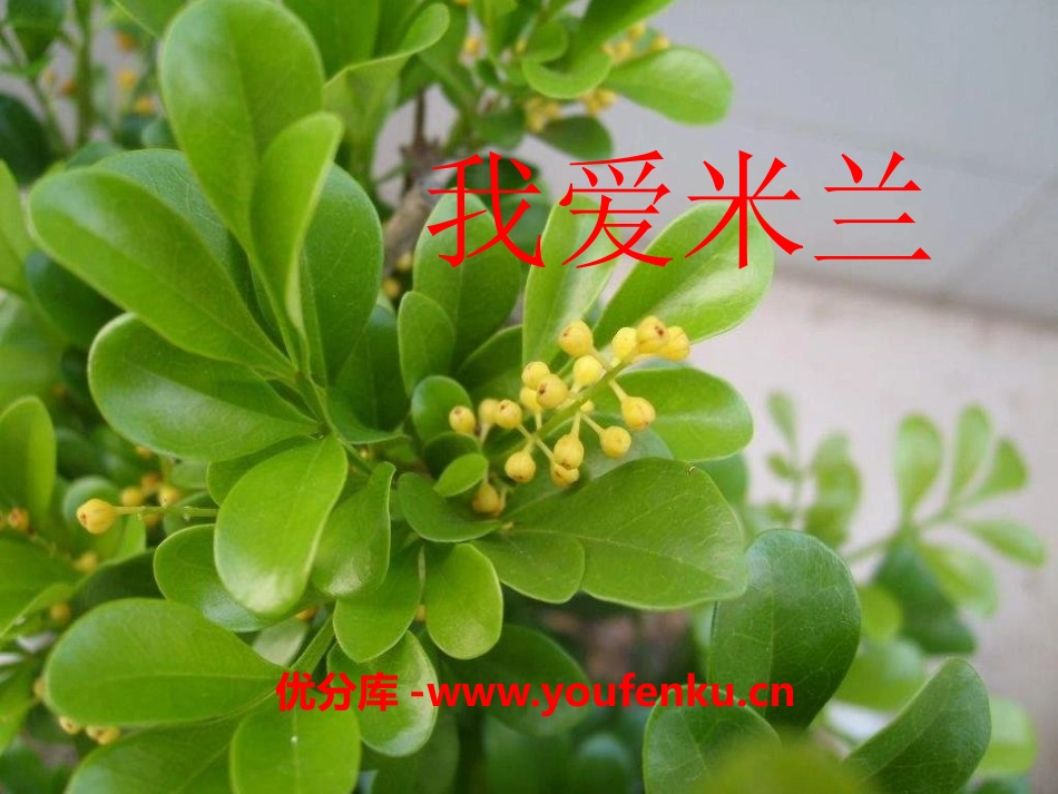 《我爱米兰》PPT课件[四年级音乐下册]_第1页