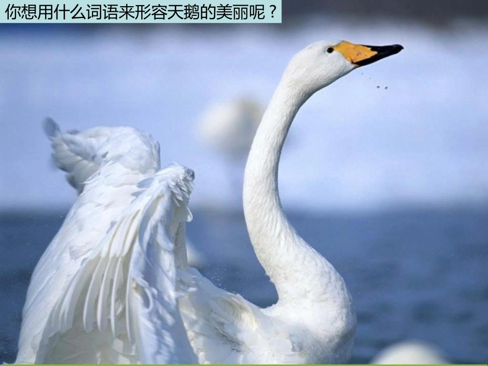 《天鹅》PPT课件[七年级音乐下册]_第3页