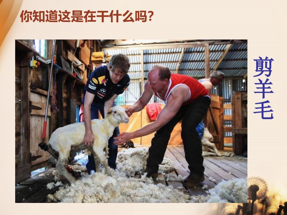 《剪羊毛》PPT课件[七年级音乐下册]_第3页