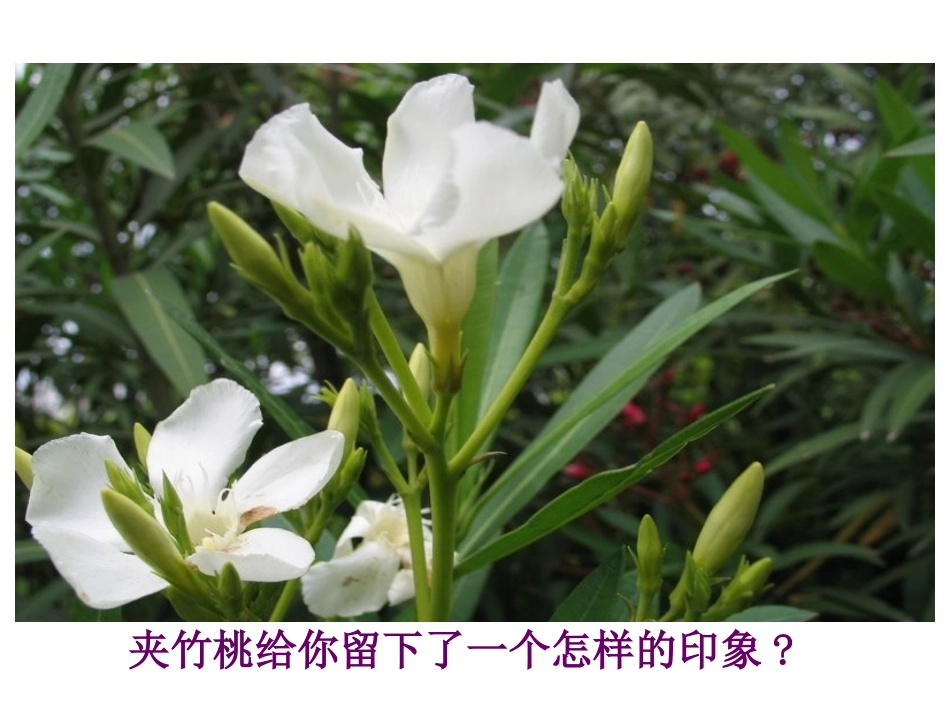《夹竹桃》PPT课件[西师大版四年级语文上册]_第3页