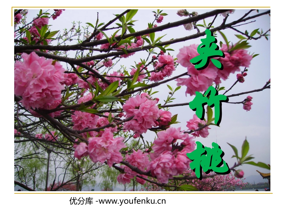 《夹竹桃》PPT课件[西师大版四年级语文上册]_第1页