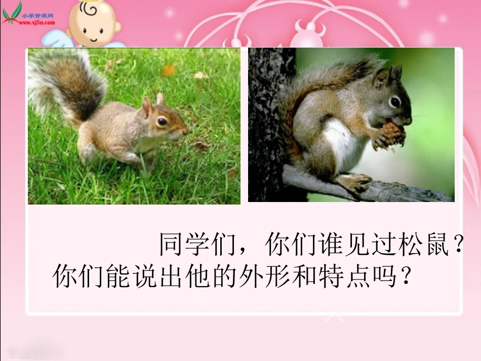 《那只松鼠》PPT课件[西师大版四年级语文上册]_第2页