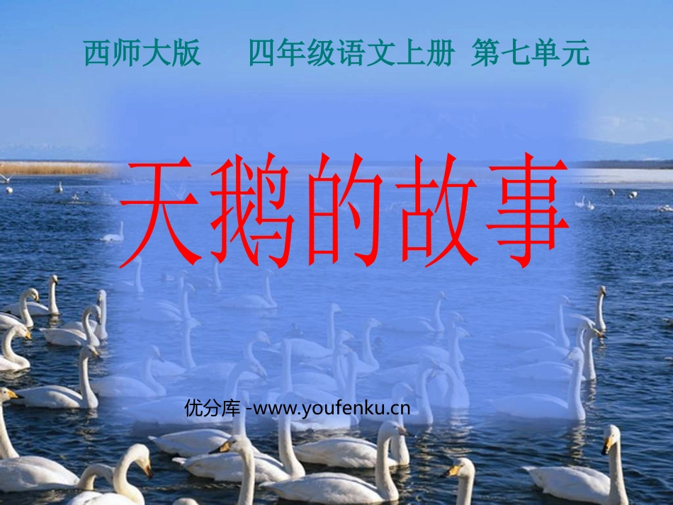 《天鹅的故事》PPT课件[西师大版四年级语文上册]_第1页