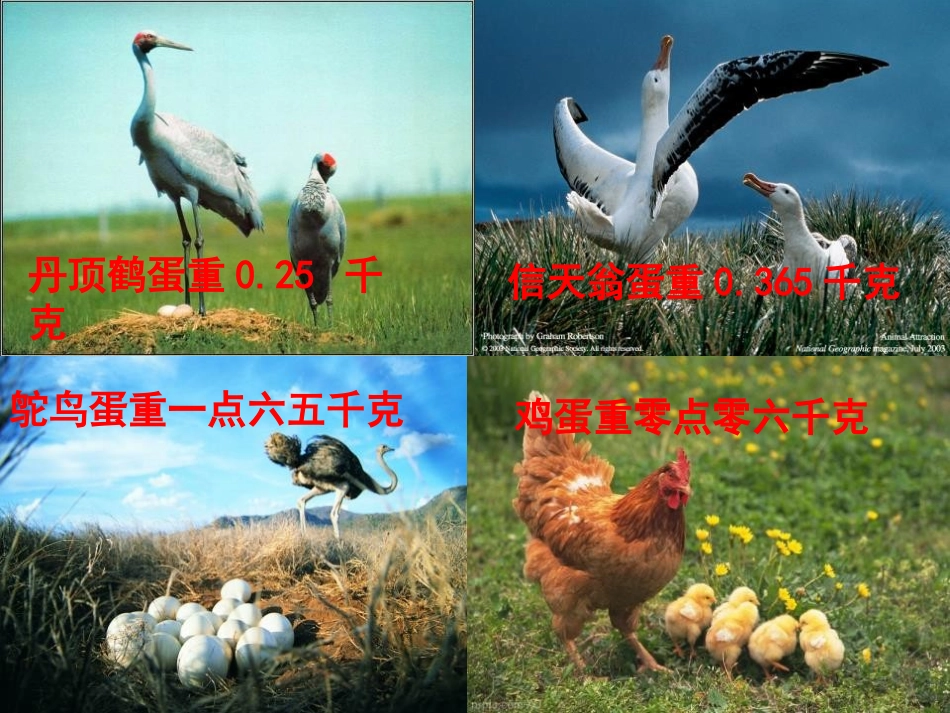 《动物世界》PPT课件[青岛版四年级数学下册]_第3页