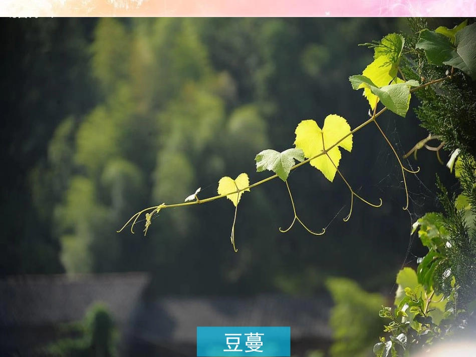 《我们身边的图形世界》PPT课件[青岛版七年级数学上册]_第3页