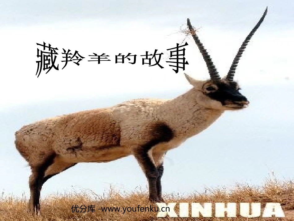 《藏羚羊的故事》PPT课件[西师大版五年级语文上册]_第1页