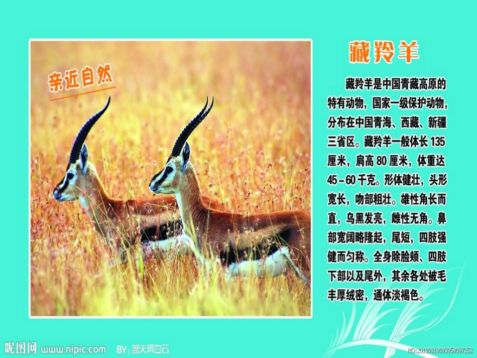 《藏羚羊的故事》PPT课件[西师大版五年级语文上册]_第2页