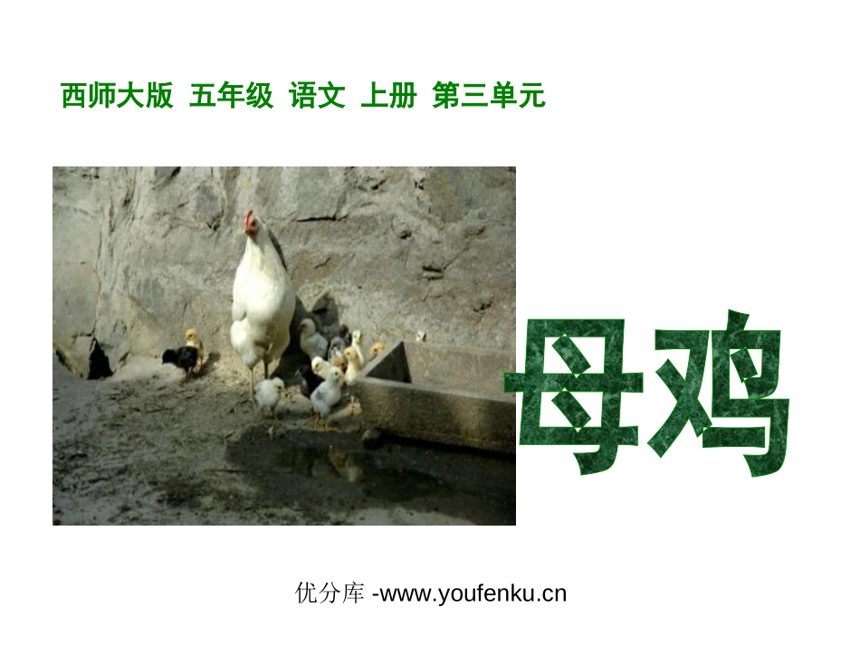 《母鸡》PPT课件[西师大版五年级语文上册]_第1页
