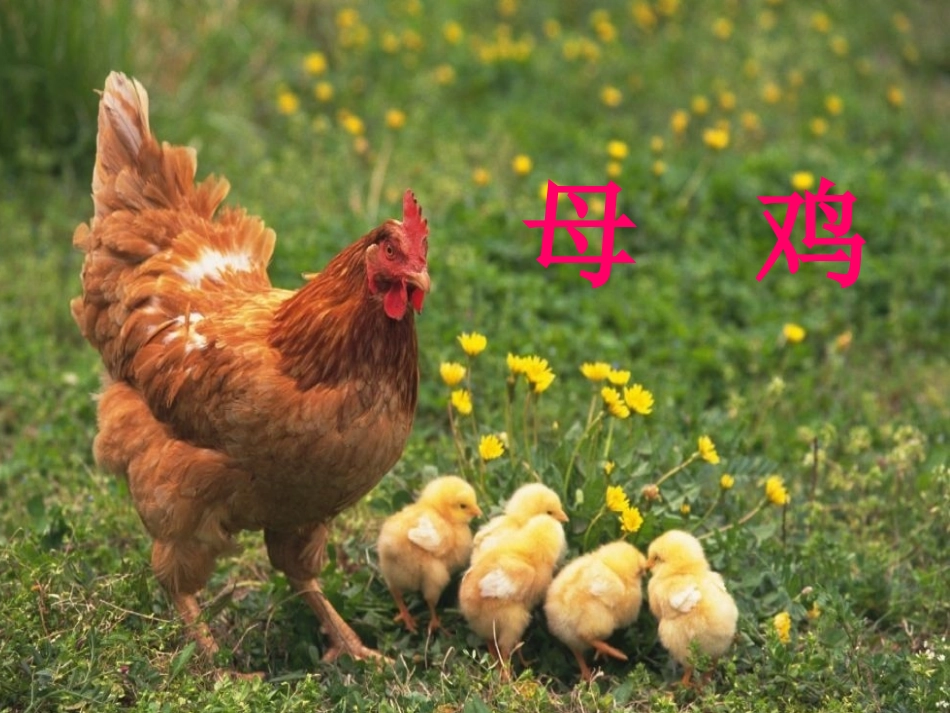 《母鸡》PPT课件[西师大版五年级语文上册]_第2页