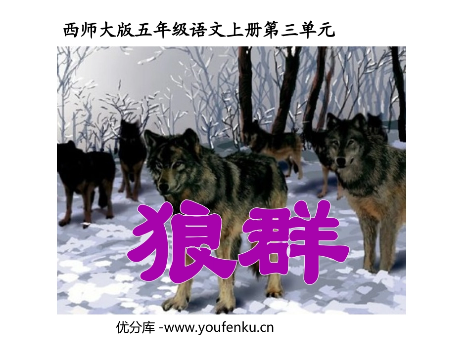 《狼群》PPT课件[西师大版五年级语文上册]_第1页