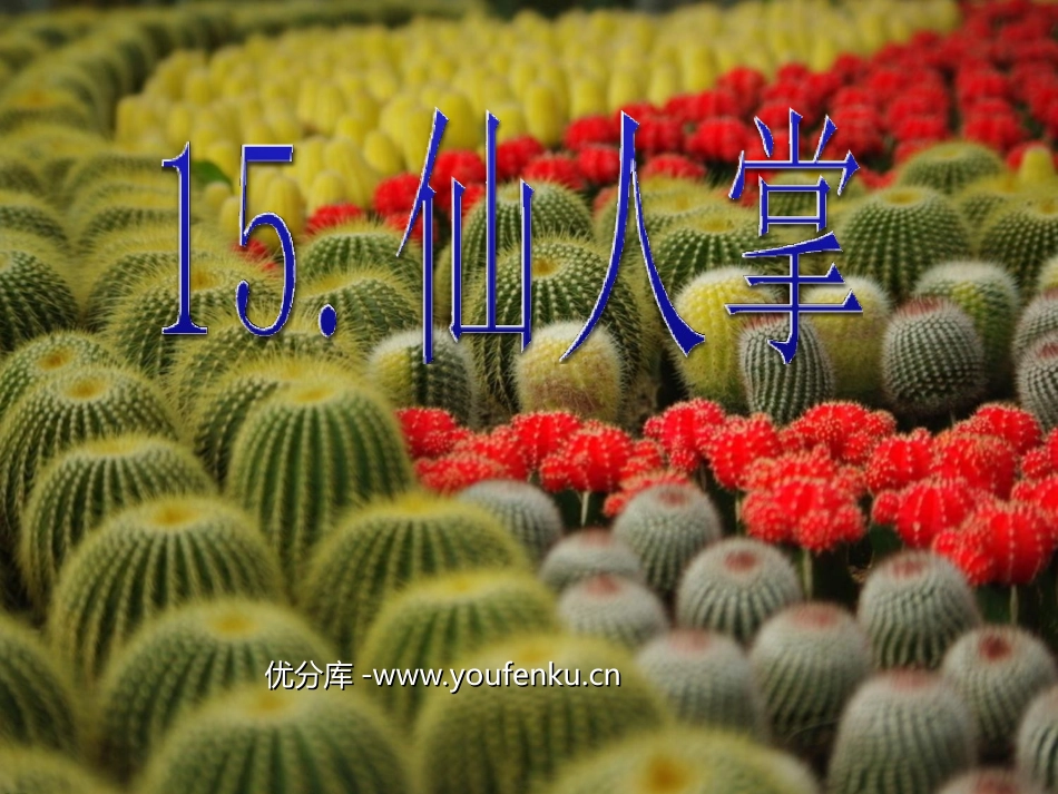 《仙人掌》PPT课件[西师大版六年级语文上册]_第1页