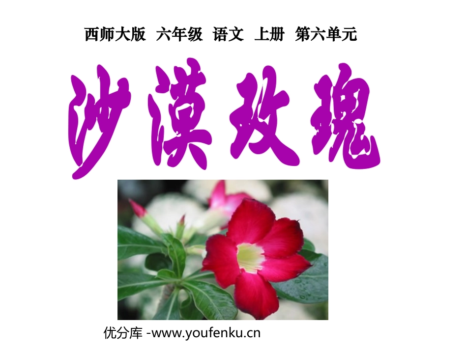 《沙漠玫瑰》PPT课件[西师大版六年级语文上册]_第1页