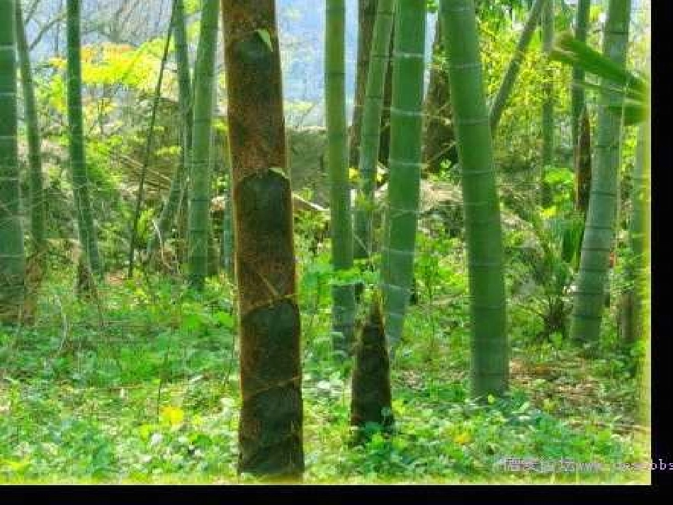 《笋芽儿》PPT课件[部编版二年级语文下册]_第2页