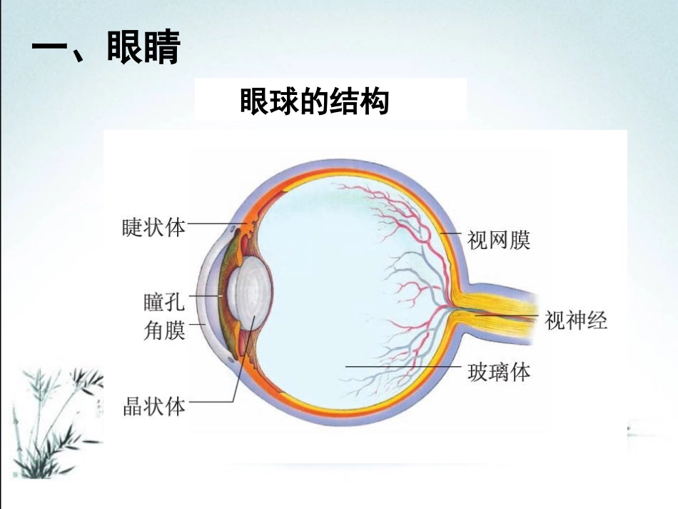 《眼睛和眼镜》透镜及其应用PPT课件[鲁教版八年级物理上册]_第3页