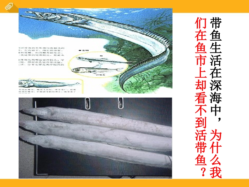 《液体压强》压强PPT课件[鲁教版八年级物理下册]_第3页