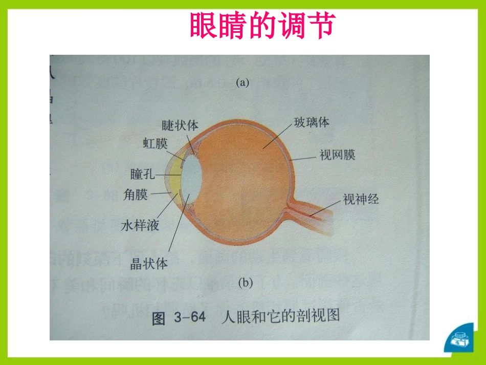 《眼睛与光学仪器》光和眼睛PPT课件[粤沪版八年级物理上册]_第2页