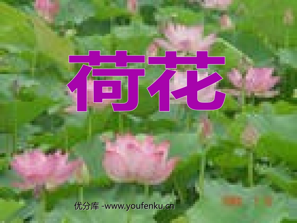 《荷花》PPT课件[部编版三年级语文下册]_第1页