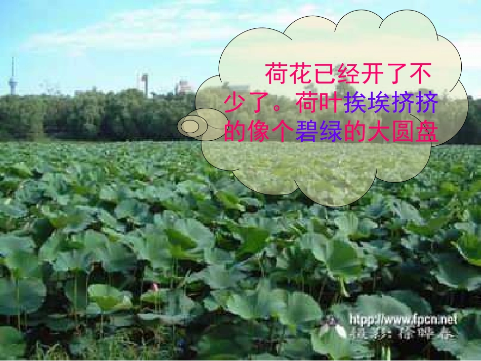 《荷花》PPT课件[部编版三年级语文下册]_第3页