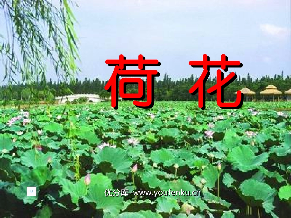 《荷花》PPT课件[部编版三年级语文下册]_第1页
