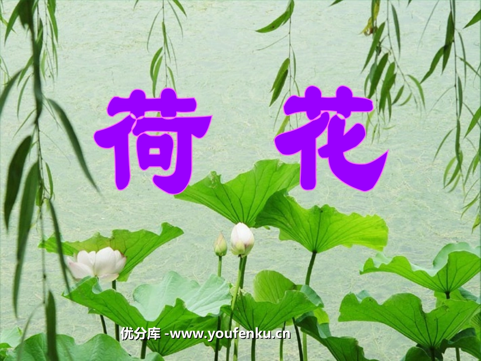 《荷花》PPT课件[部编版三年级语文下册]_第1页