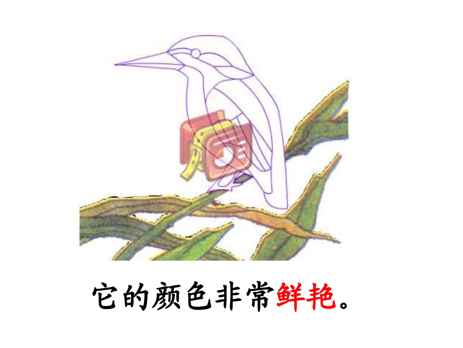 《翠鸟》PPT课件[部编版三年级语文下册]_第2页